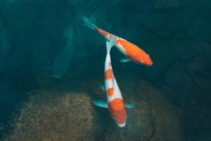 Le bonheur des petits poissons